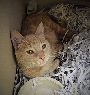 Domestic Mediumhair Cat for adoption in Pottsville, Pennsylvania - Chloe