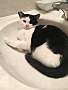 Adopt A Pet :: BJ - Winchester, VA