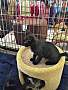 Adopt A Pet :: Maggie - Raleigh, NC