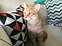 Adopt A Pet :: Alexx - Addison, IL