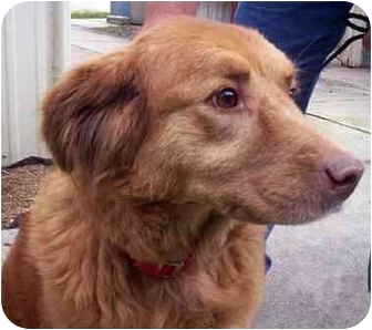 TRUDI | Adopted Dog | Jacksonville, FL | Nova Scotia Duck ...