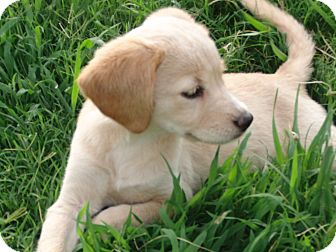 Taffy | Adopted Puppy | Melbourne, AR | Cocker Spaniel/Labrador ...