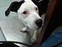 Adopt A Pet :: NOVA - Conroe, TX