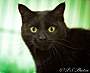 Adopt A Pet :: Black Olive - Belton, MO