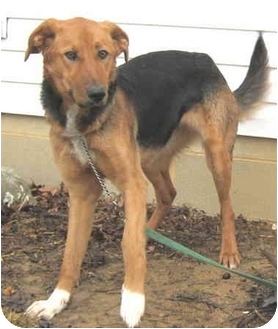 Toni | Adopted Dog | Hillsboro, OH | German Shepherd Dog/Saluki Mix