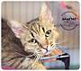 Adopt A Pet :: Linus - Belton, MO