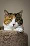 Adopt A Pet :: Mama Spring - Belton, MO