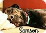 Adopt A Pet :: Samson - Fort Worth, TX