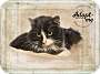Adopt A Pet :: Harley - Belton, MO
