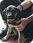 Adopt A Pet :: Shantell - Glastonbury, CT