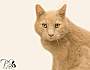 Adopt A Pet :: Donovan - Belton, MO