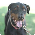 Doberman Puppies & Dogs for Adoption