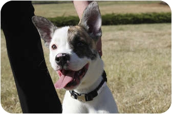 Duchess | Adopted Puppy | APR14_04 | Broomfield, CO | Akita/American