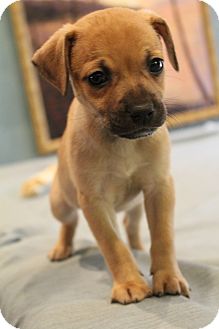 Pedro | Adopted Puppy | Hagerstown, MD | Pug/Chihuahua Mix