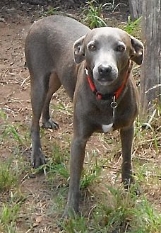 Hagerstown, MD - Blue Lacy/Texas Lacy. Meet Dusty a Dog for Adoption.