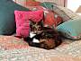Adopt A Pet :: Grimalkin - in foster - South Haven, MI