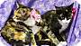Adopt A Pet :: Astrila - Addison, IL