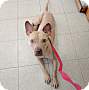 Adopt A Pet :: Sweet Pea - Raleigh, NC