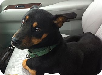 Brinker Adopted Dog Boulder Co Doberman Pinscher