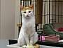 Adopt A Pet :: Scotchie - Belton, MO