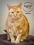 Adopt A Pet :: O'Gracie - Belton, MO