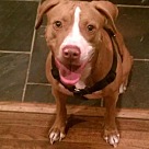 Adopt A Pet :: Bella - Denton, TX