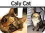Adopt A Pet :: Calypso - Fort Worth, TX