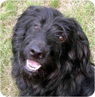 mix labrador retriever poodle labradoodle dog blackie standard alliance