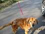Adopt A Pet :: CLARISSA - Conroe, TX
