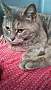 Adopt A Pet :: Lilly - South Haven, MI