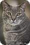 Adopt A Pet :: Chimi - Belton, MO