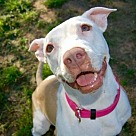 Adopt A Pet :: Olive - Denton, TX