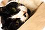 Adopt A Pet :: Sly - Belton, MO