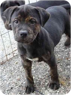 Vader | Adopted Puppy | Tampa, FL | Rottweiler/Pit Bull Terrier Mix