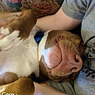 Adopt A Pet :: Coco - Denton, TX