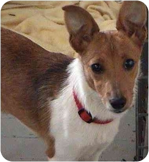 Suzy Q...ADOPTED | Adopted Puppy | Wauseon, OH | Sheltie, Shetland