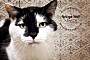 Adopt A Pet :: Piper Sue - Belton, MO