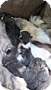 Adopt A Pet :: Jas - Raleigh, NC