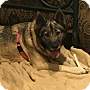Adopt A Pet :: Lily - Glastonbury, CT