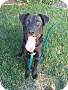 Adopt A Pet :: Milo - Sacramento, CA