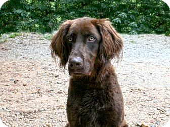 Red | Adopted Dog | Cleveland, GA | Boykin Spaniel/Springer Spaniel Mix