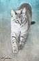 Adopt A Pet :: Saeed - Belton, MO