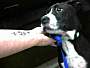 Adopt A Pet :: ZOEY - Conroe, TX