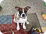 Adopt A Pet :: Sam - Winchester, VA