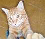 pet photo