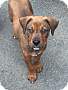 Adopt A Pet :: West - Raleigh, NC