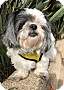 Adopt A Pet :: Sushi - Costa Mesa, CA