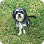 Adopt A Pet :: Chuck - Sacramento, CA