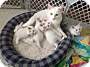 Adopt A Pet :: Houdini - Schaumburg, IL