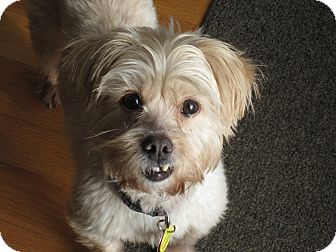Sophie | Adopted Dog | Worcester, MA | Lhasa Apso/Cairn Terrier Mix